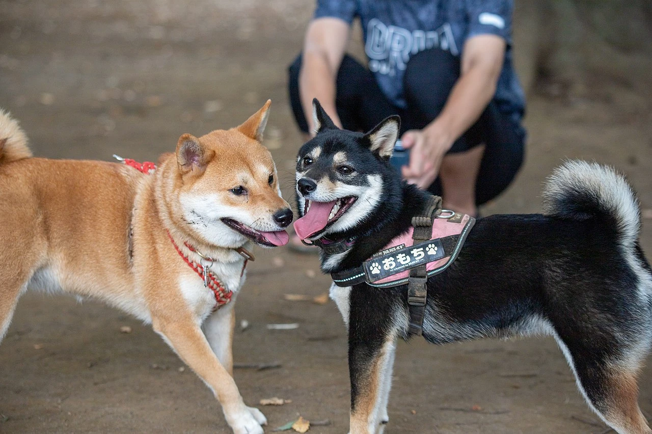 Shiba-Inus-harnais